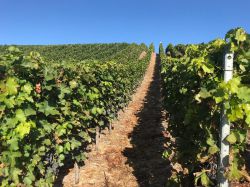 Lese Kriechau 2019 004