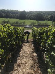 Lese Kriechau 2019 006