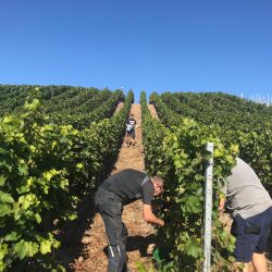 Lese Kriechau 2019 011