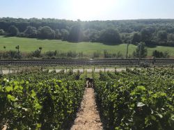 Lese Kriechau 2019 012